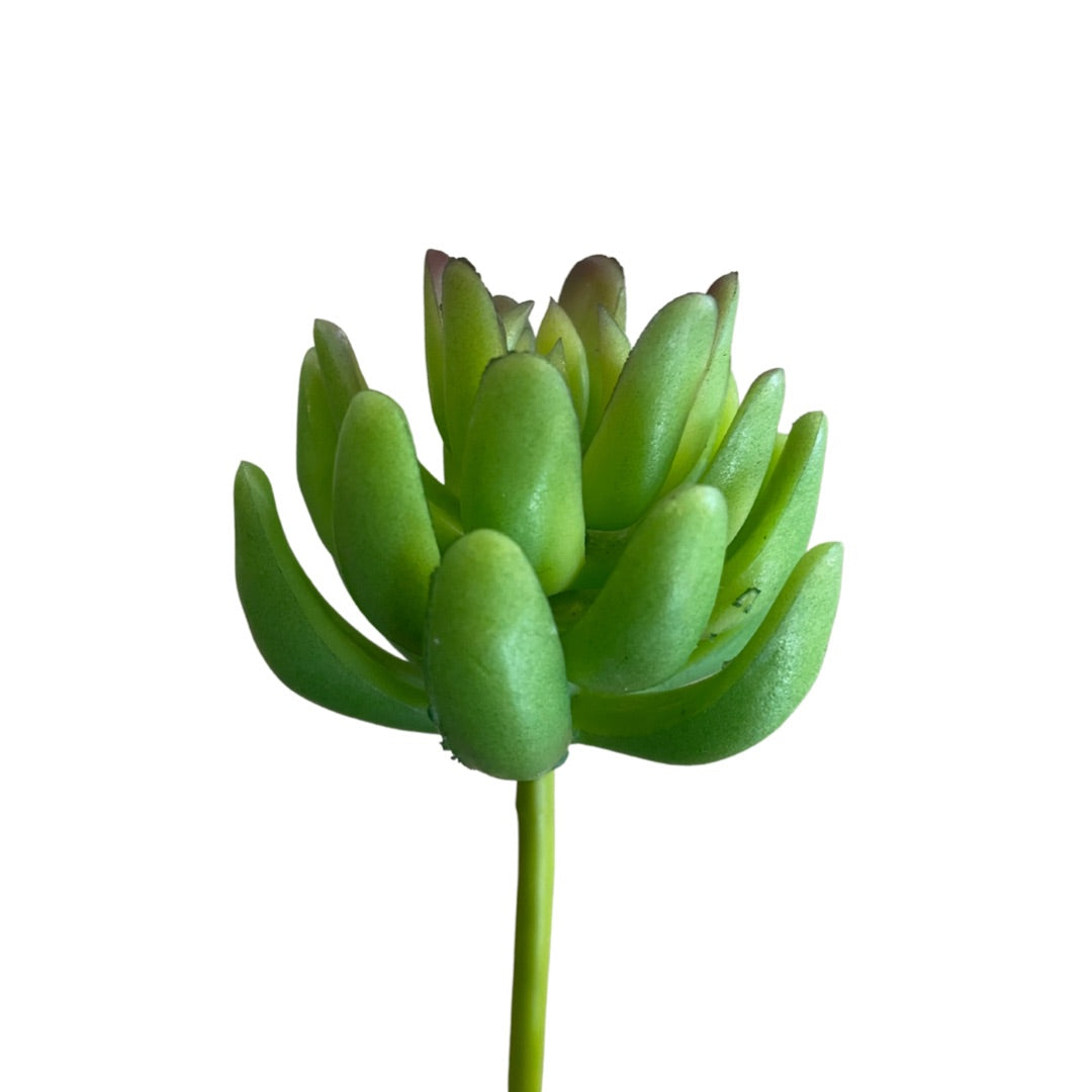 SUCCULENT PICK