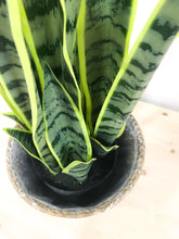 Load image into Gallery viewer, SNAKE PLANT
