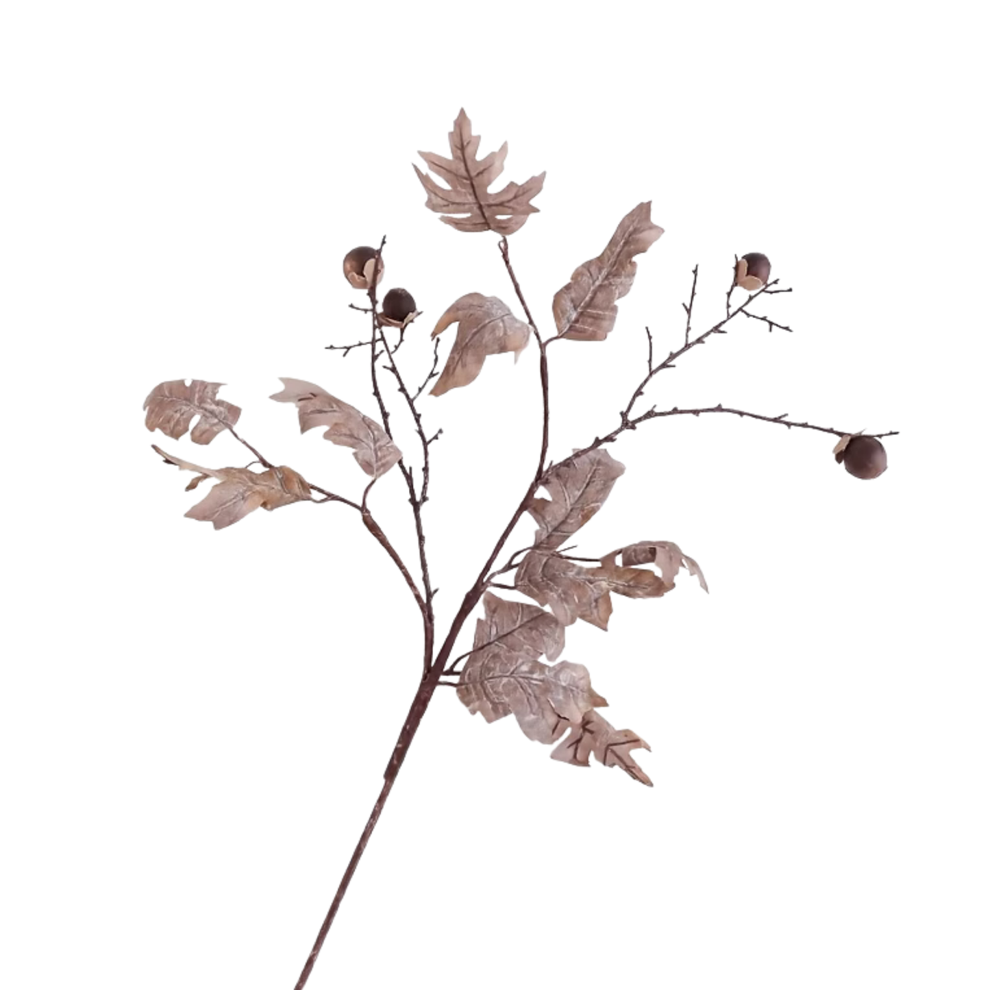 Oak | Coffee