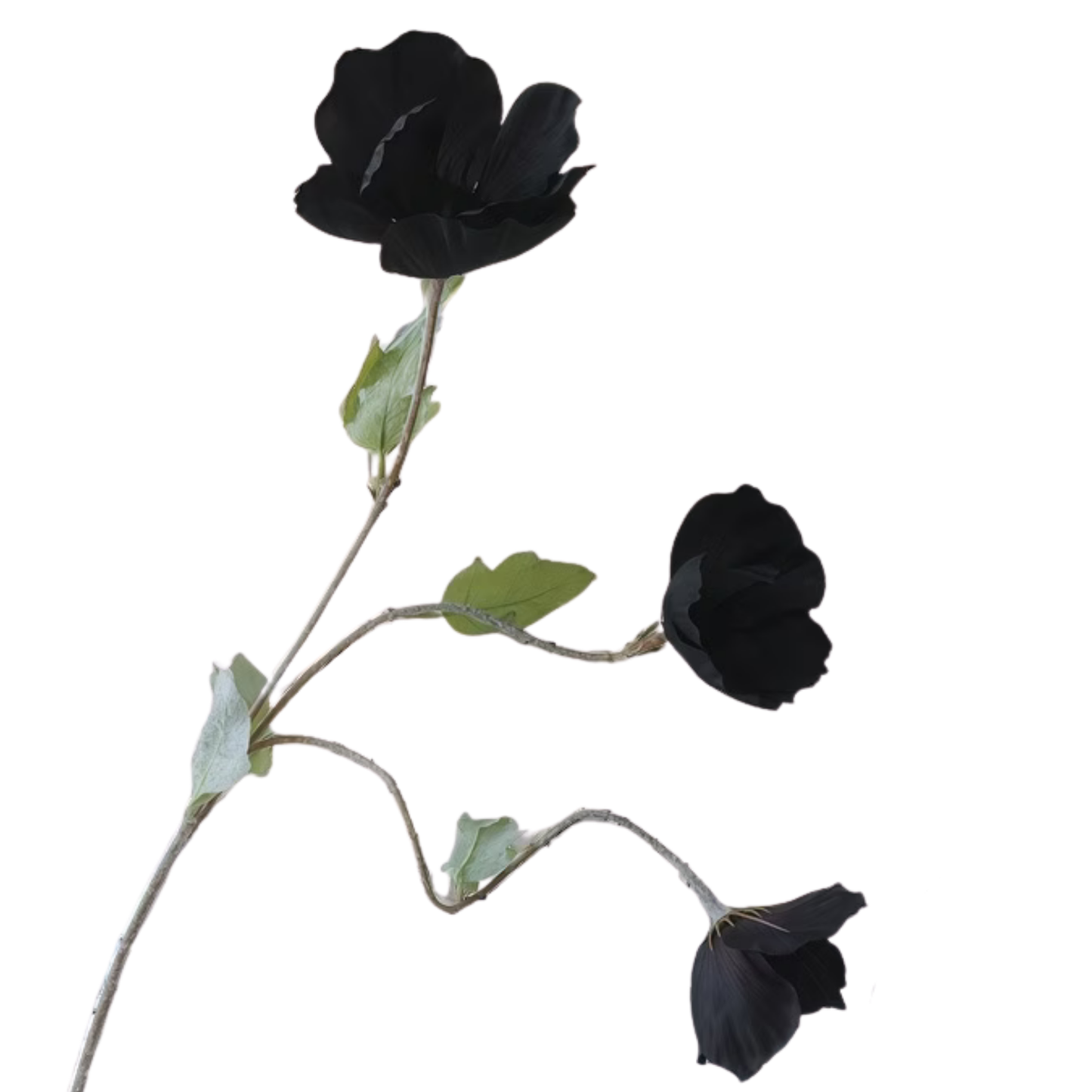Black Poppy