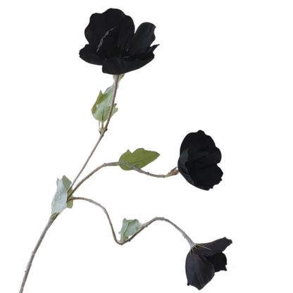 Black Poppy