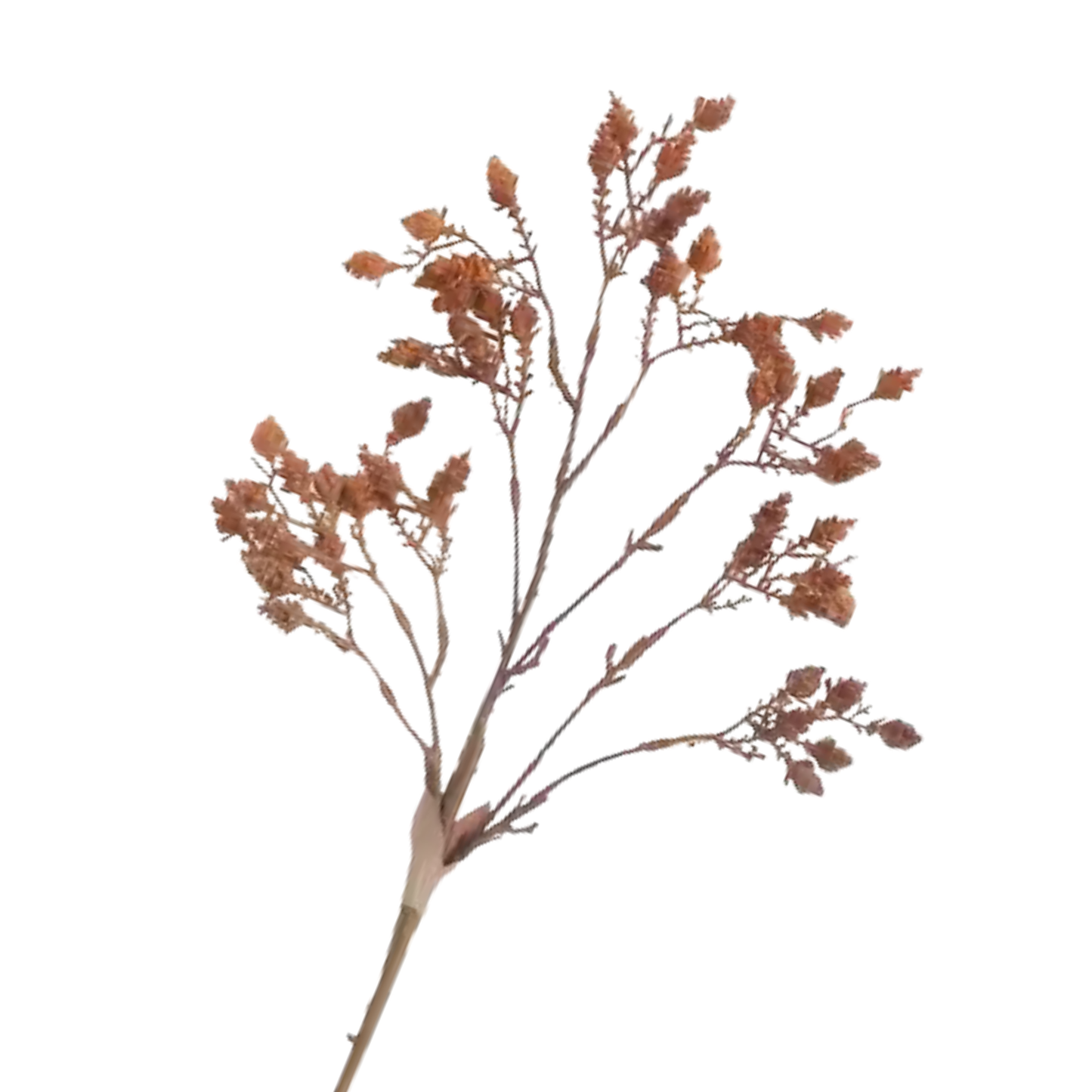 Tangerine Pinecone Branch