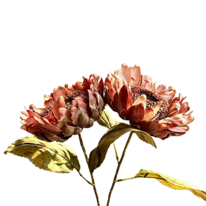 Sunflower | Rust