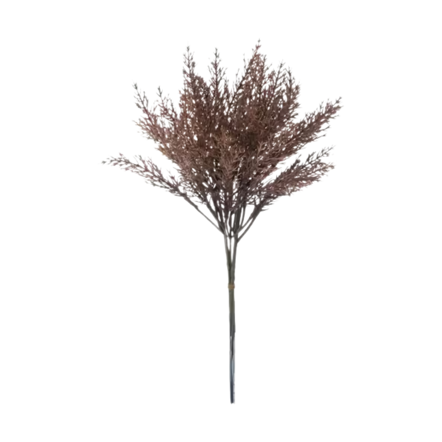 Brown Feathery Filler Stem