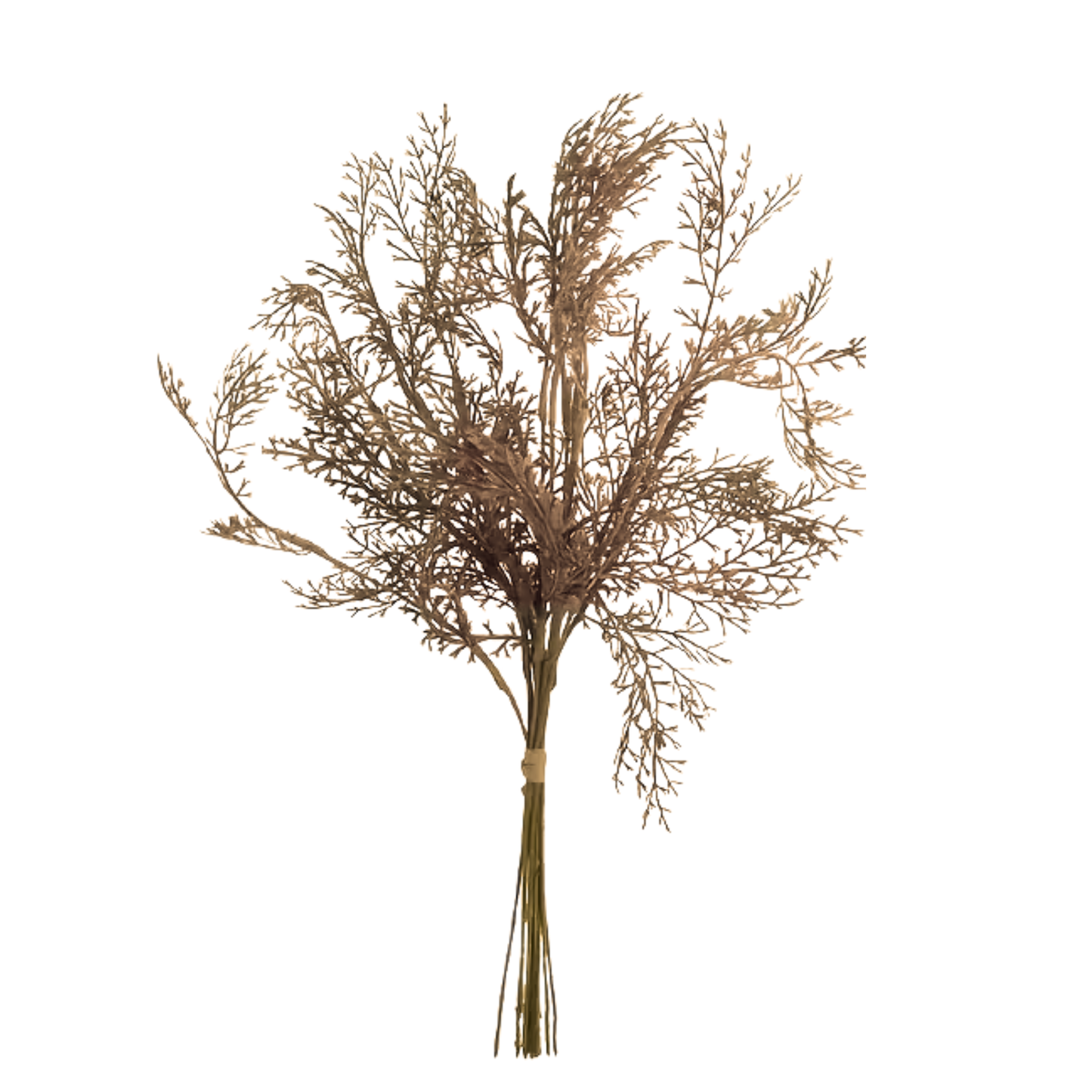 Gold Cypress