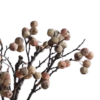 Coffee Berry Branch