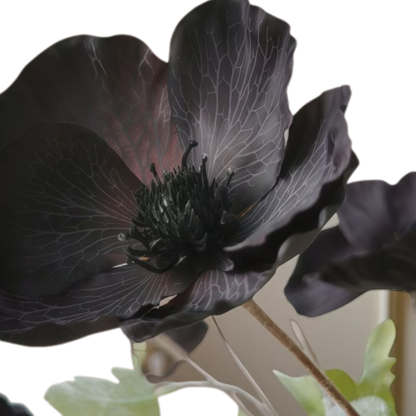 Black Poppy