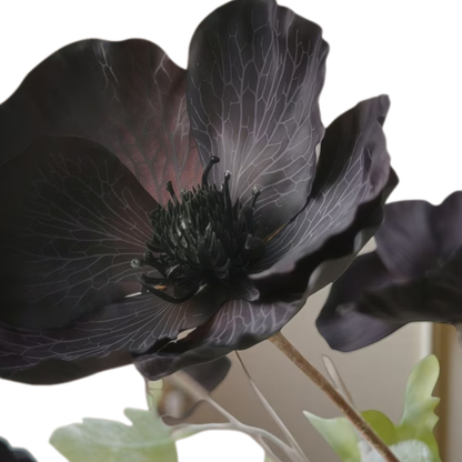 Black Poppy
