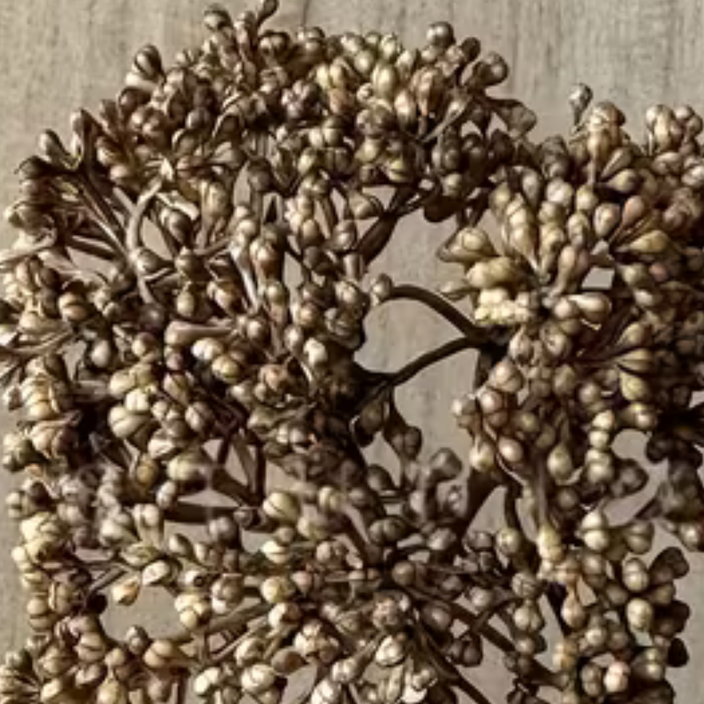 Cluster | Coffee