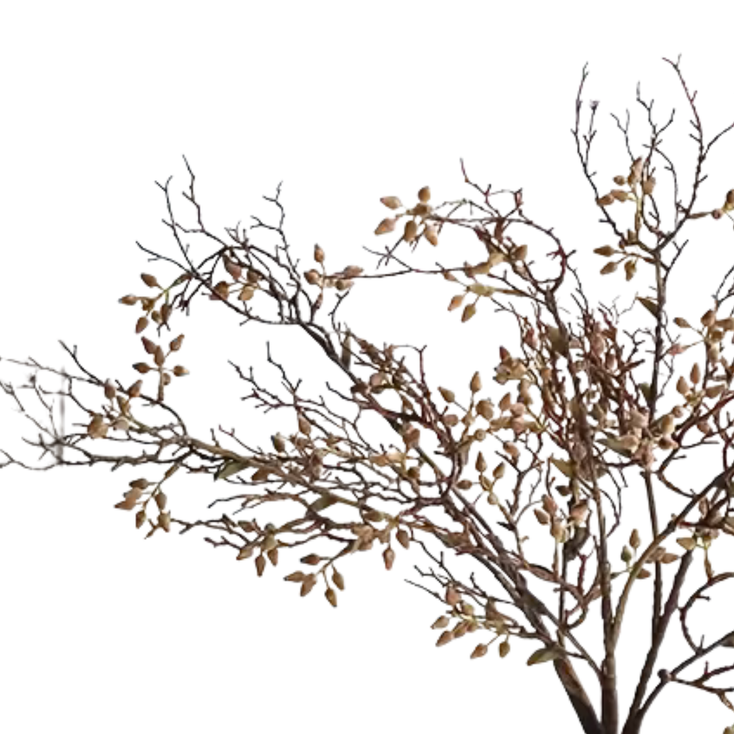 Coffee Stem
