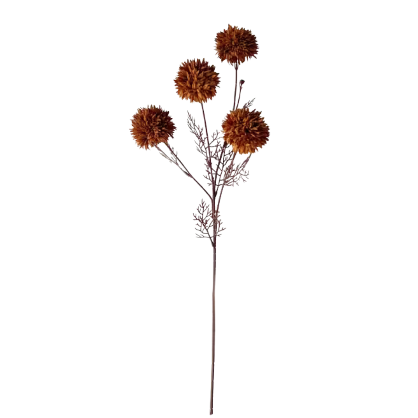 Dark Brown Seed Head Stem