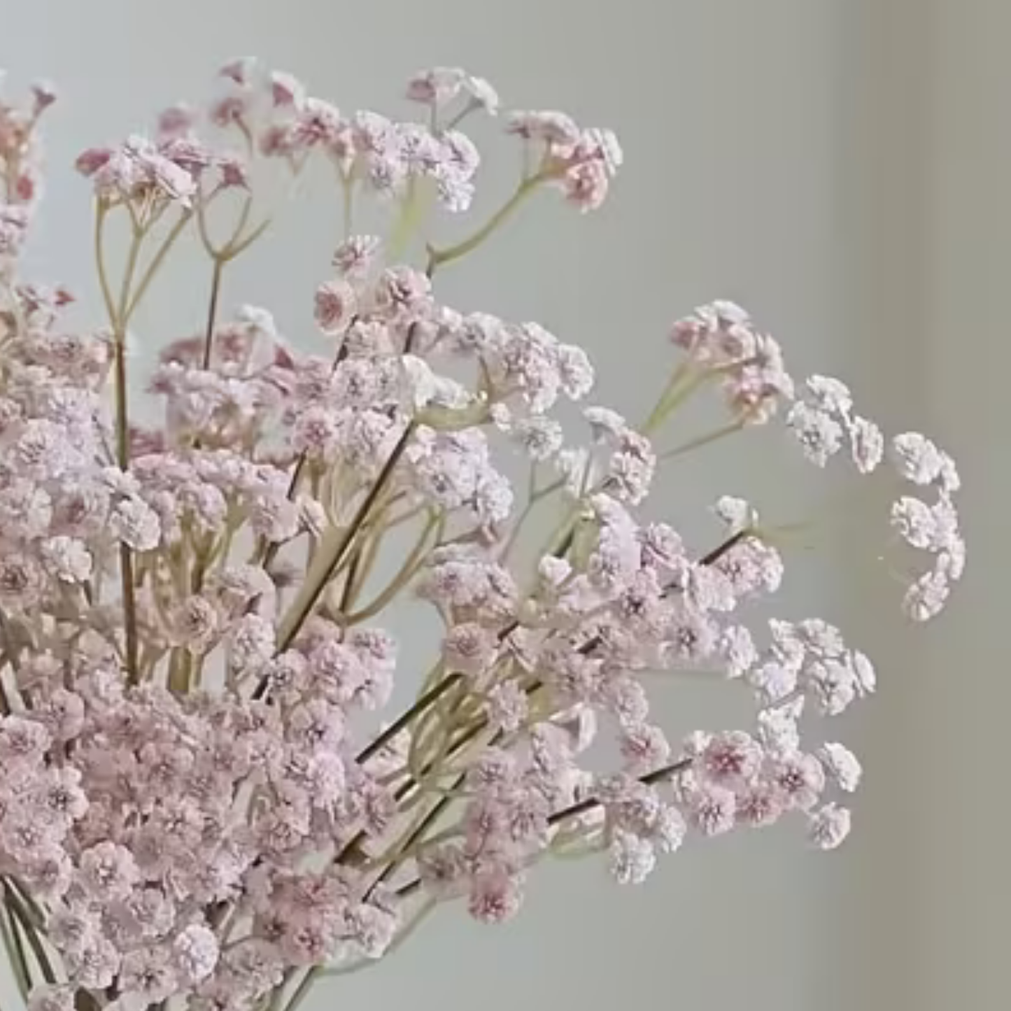 Baby's Breath