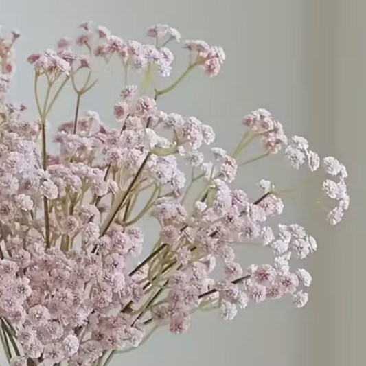Baby's Breath | Autumn Rose
