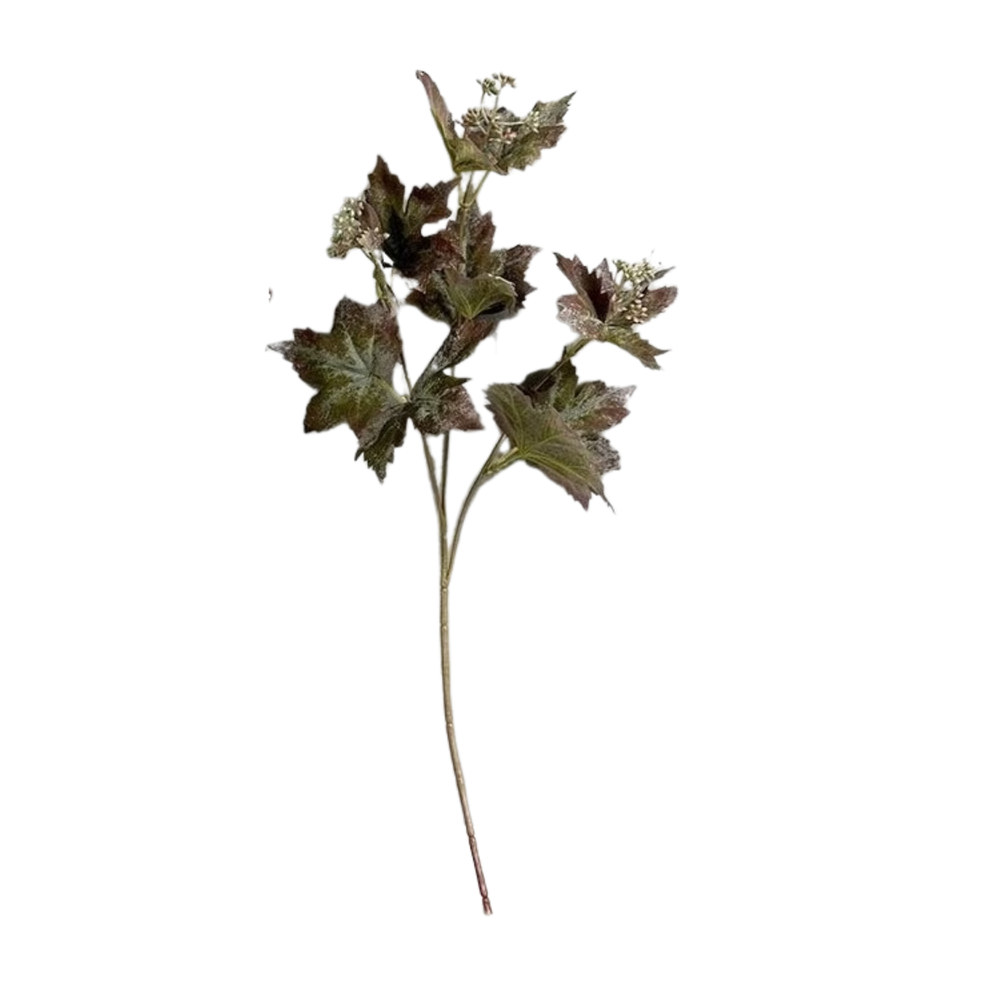 Leaf | Red Maple