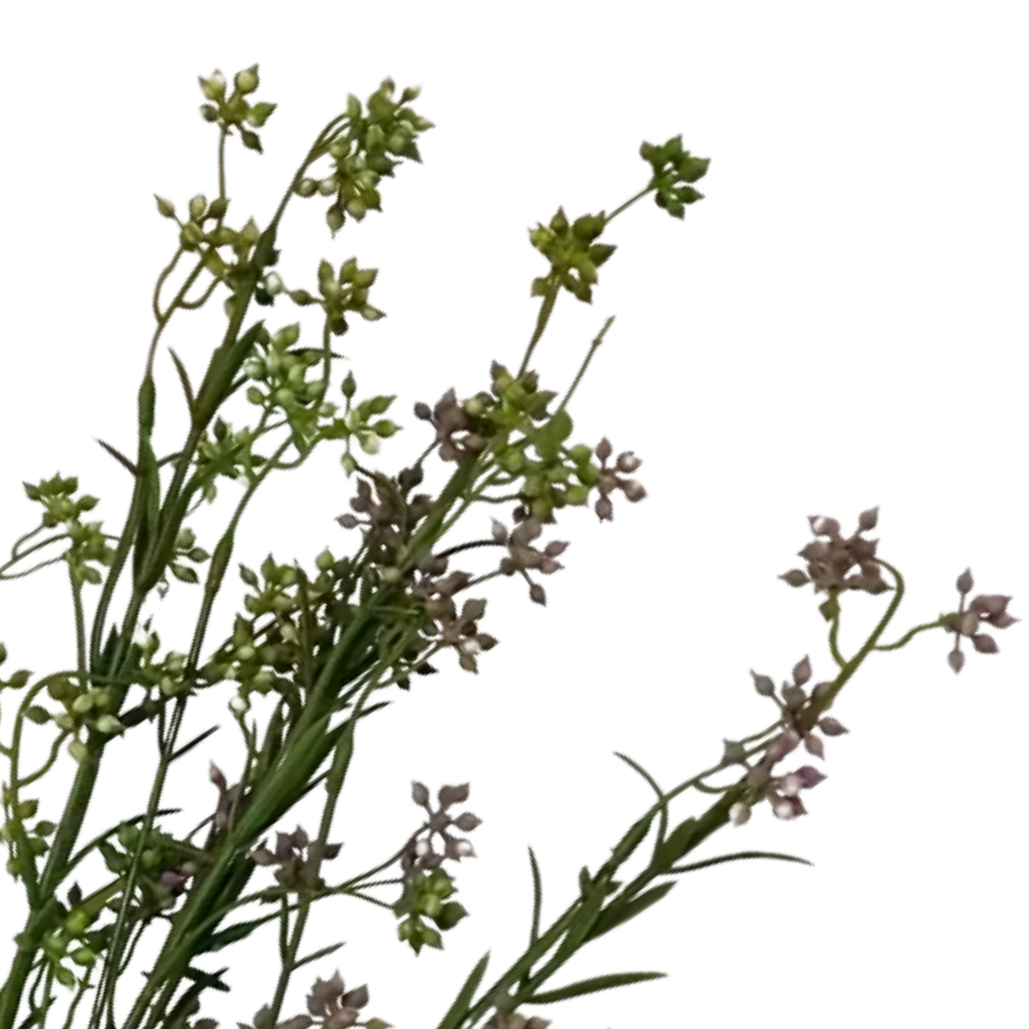Wildflower