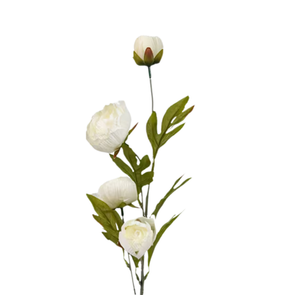 Floral | Peony Cream