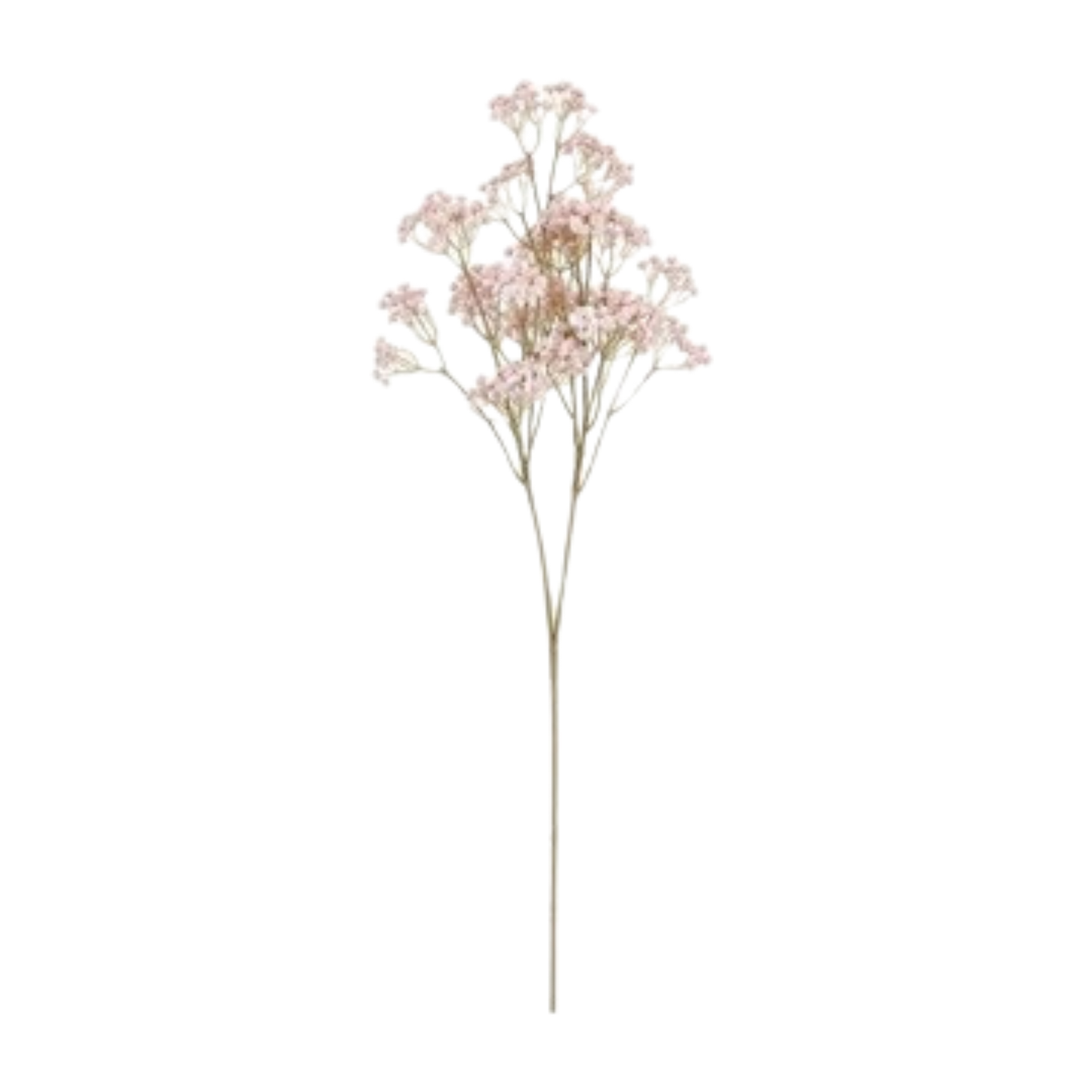 Baby's Breath