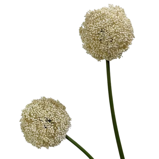 Allium | Cream