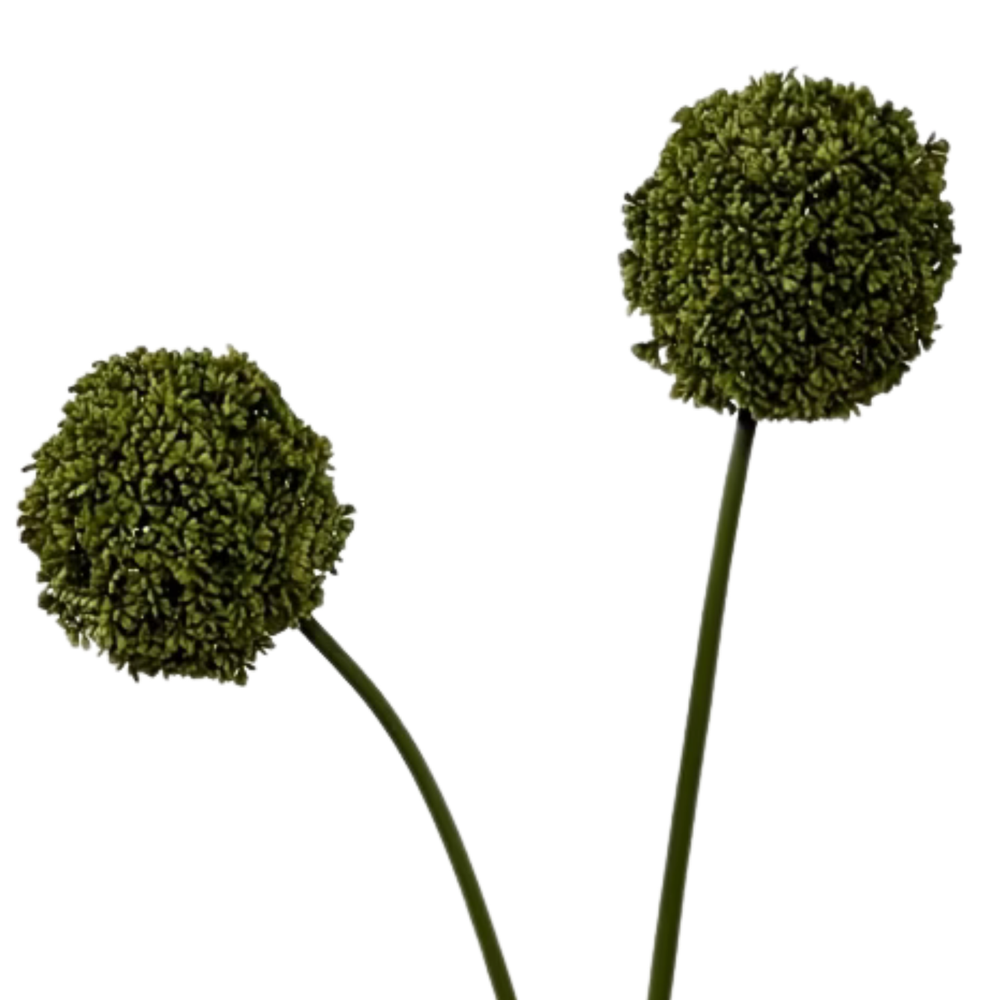 Allium | Green