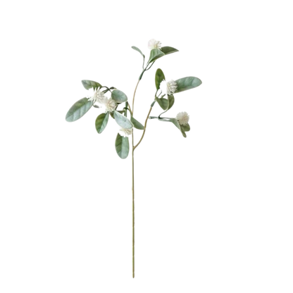 White Gypsophila