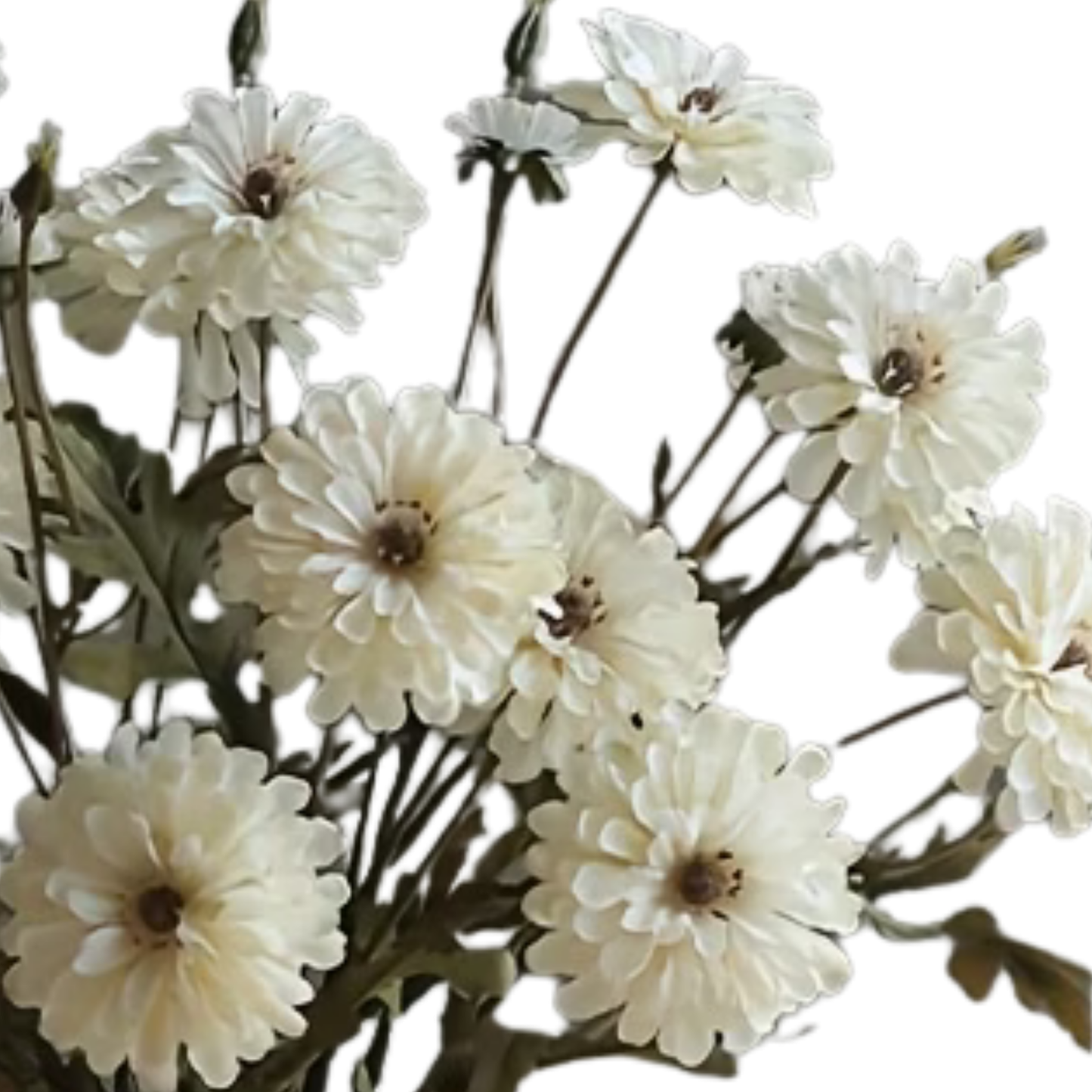 Floral | Cream
