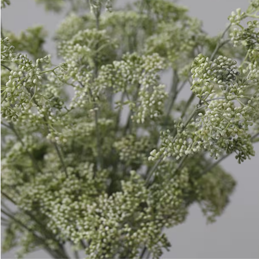 Cluster | Green