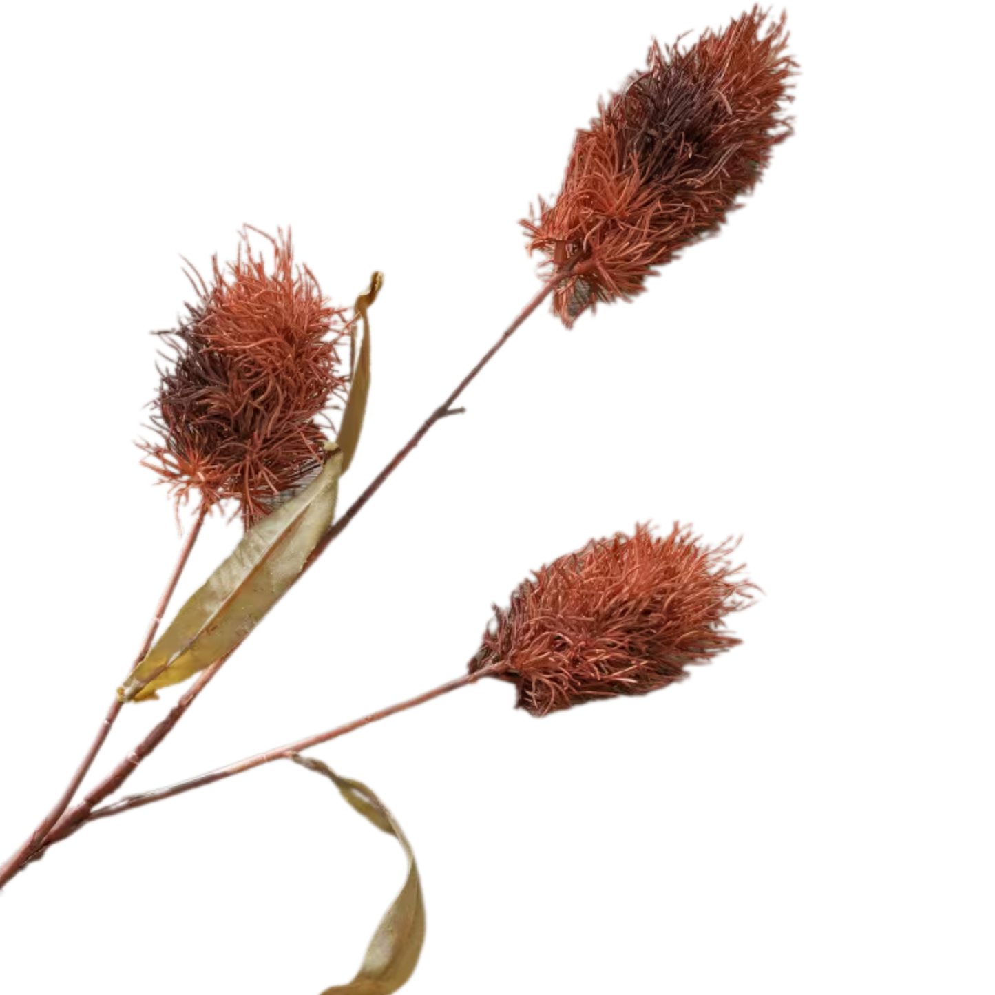 Thistle | Merlot