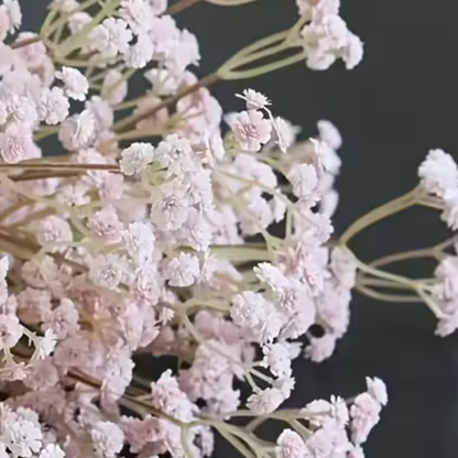Baby's Breath