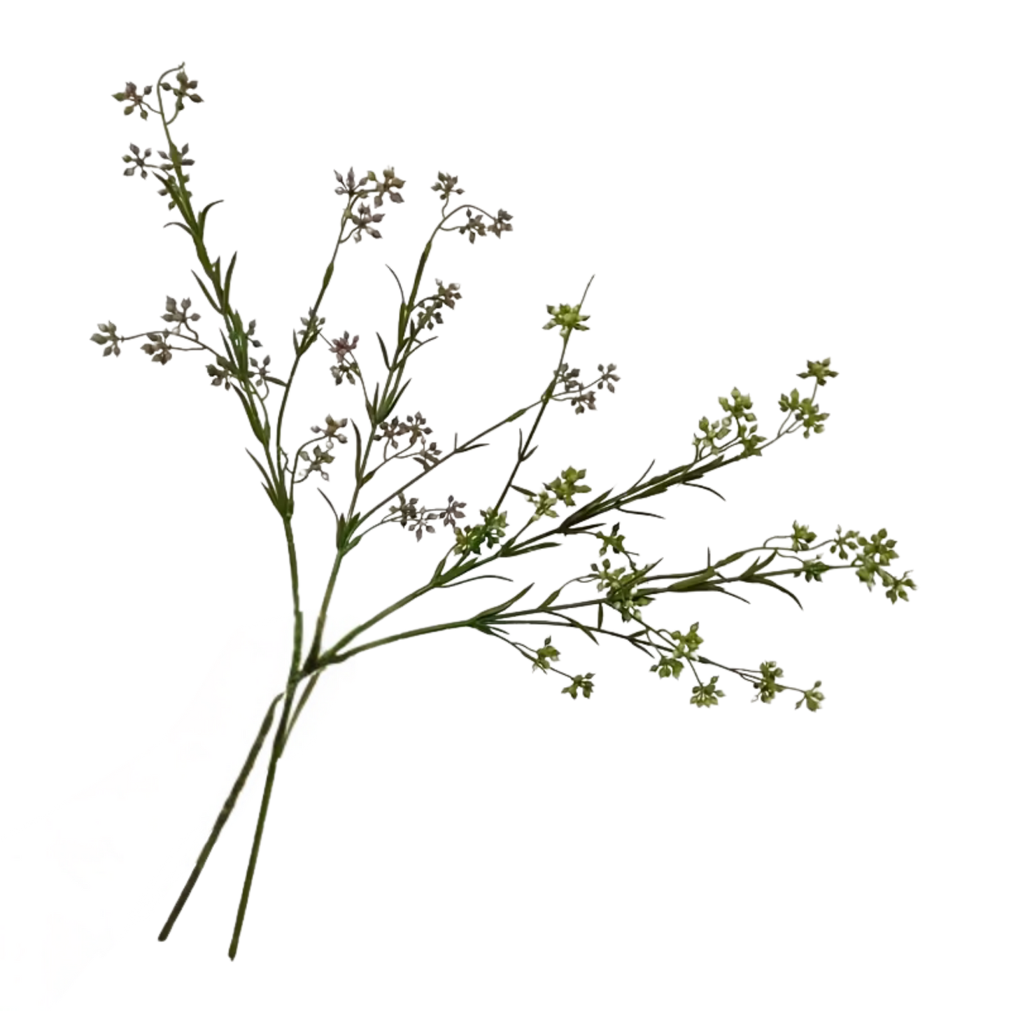 Wildflower