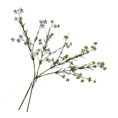 Wildflower