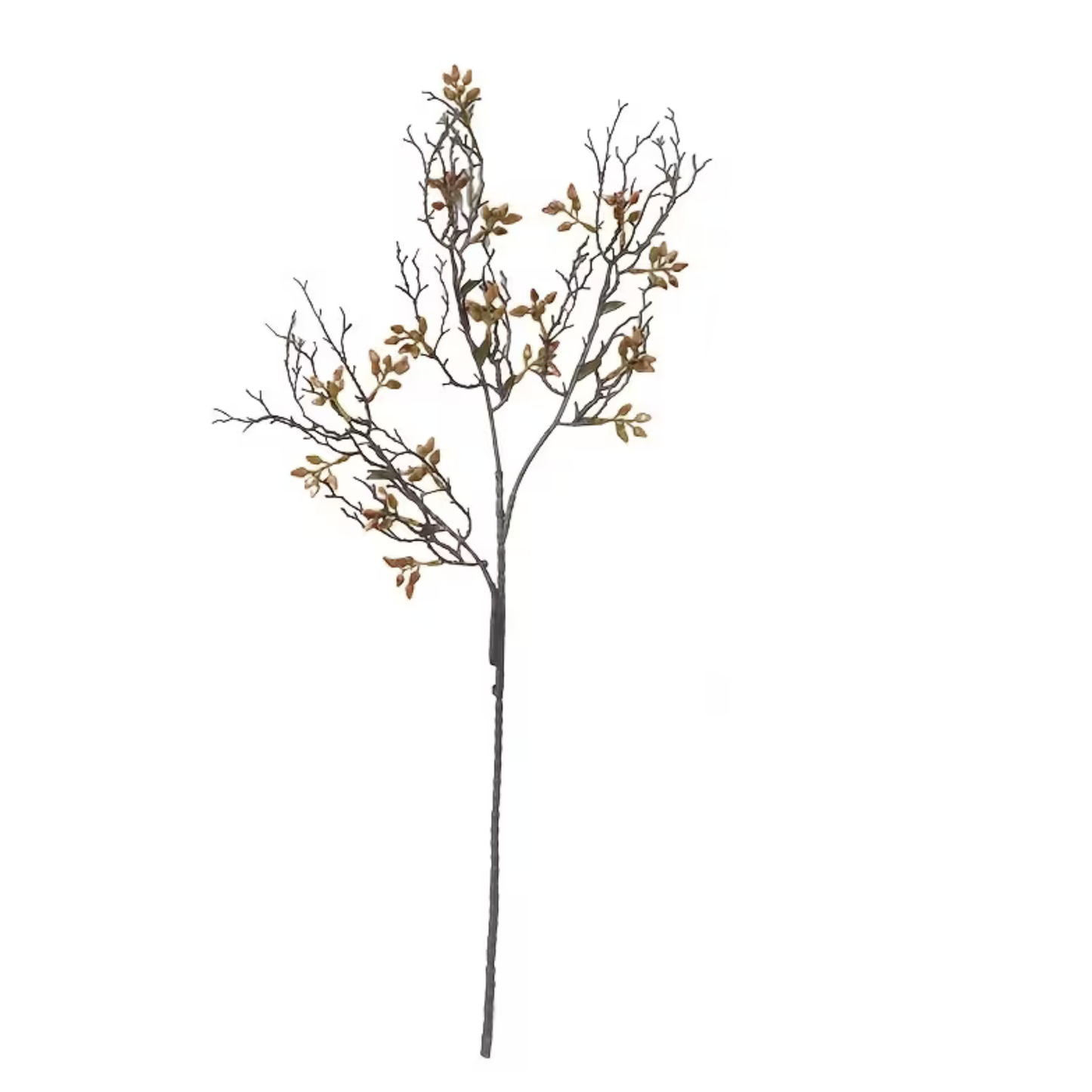 Coffee Stem
