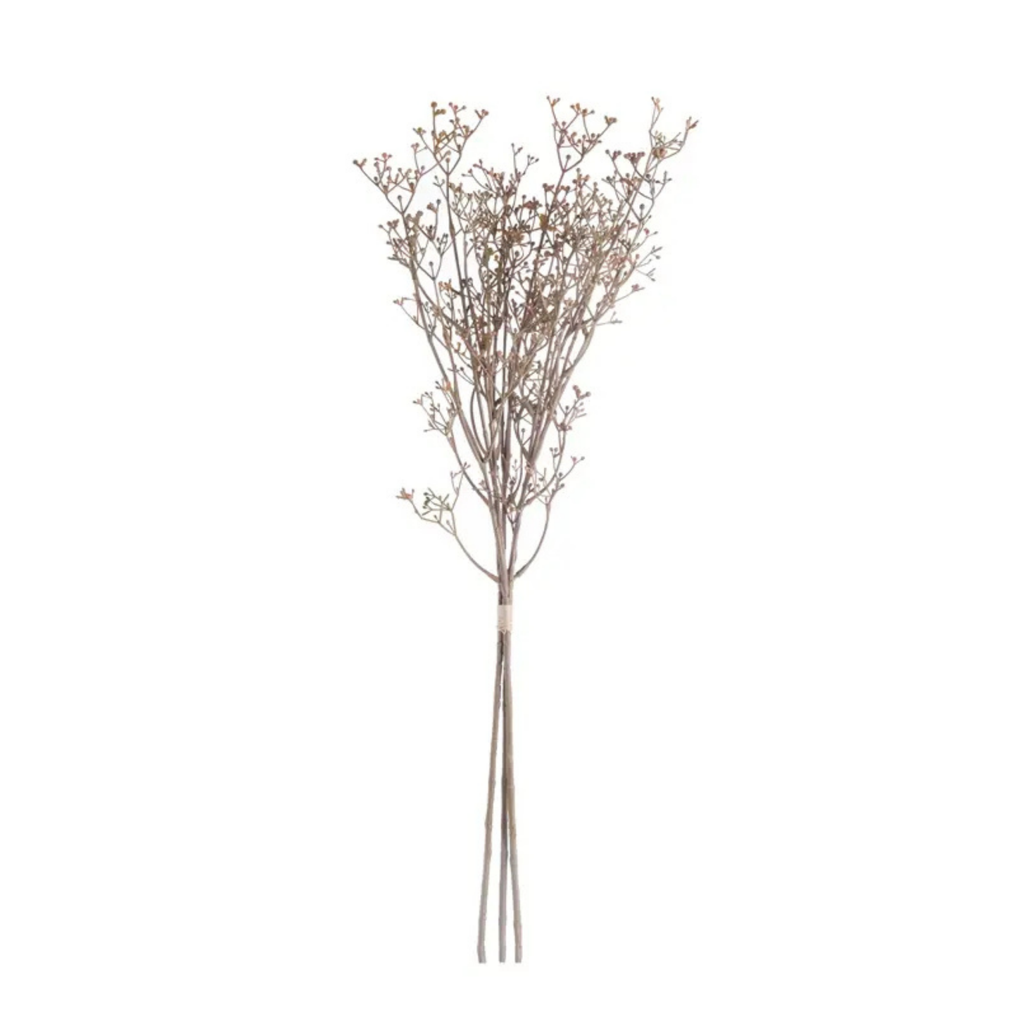 Seeded Stem