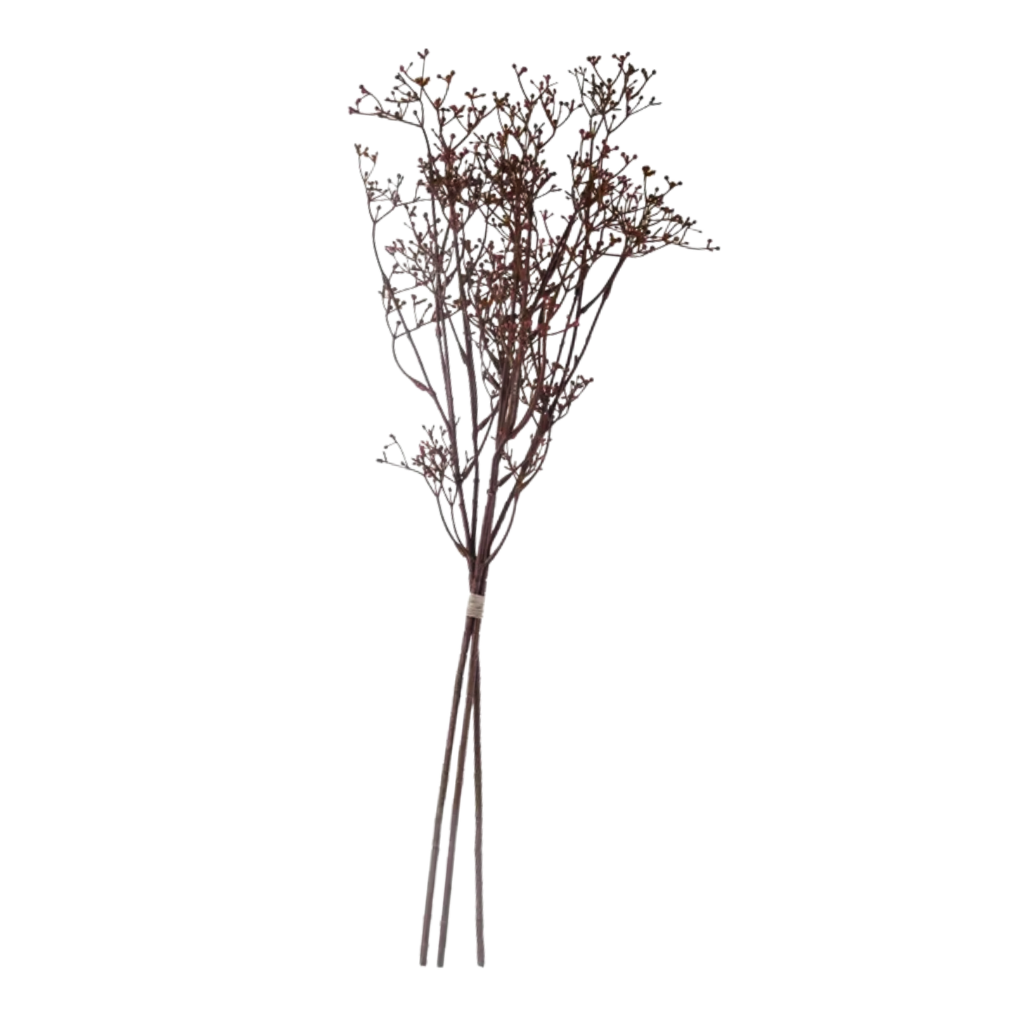 Seeded  Stem