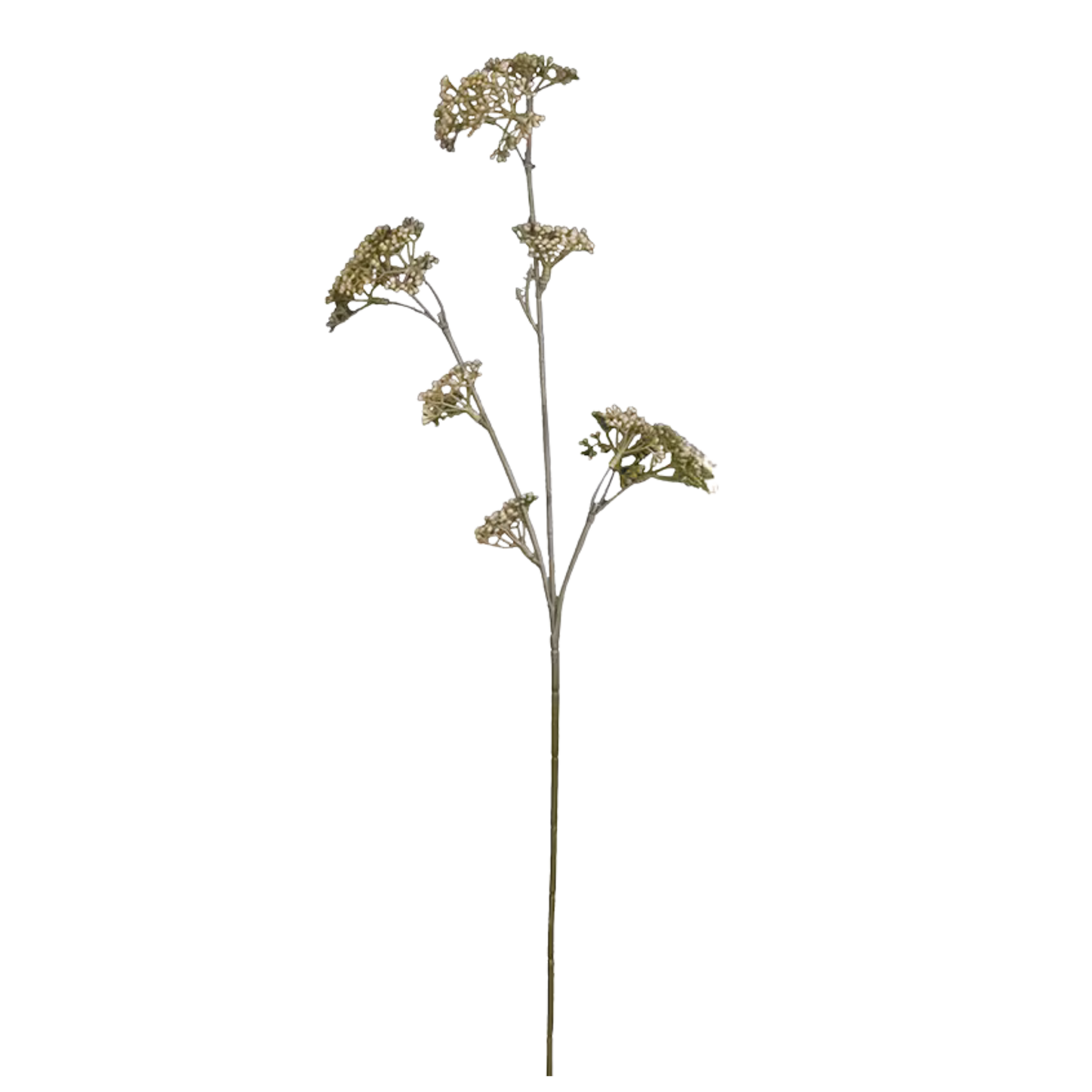 Green Pod Stem