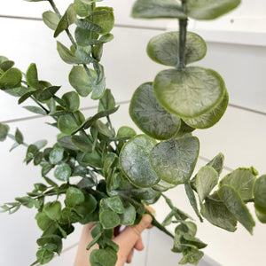 EUCALYPTUS | BUNDLE M