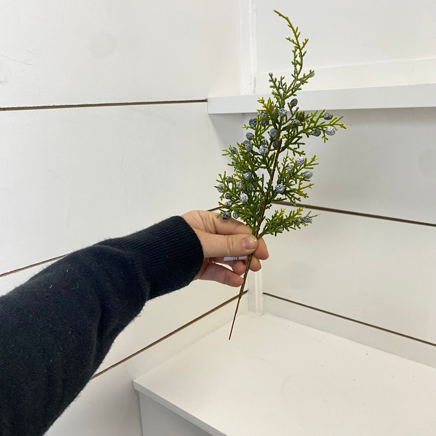 JUNIPER BERRY | STEM