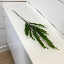 Load image into Gallery viewer, CEDAR WHISP | STEM M
