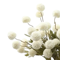Pixie Ivory - 1-0010