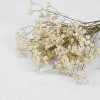 White Baby’s Breath - 1-0067