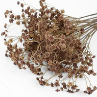 Coffee Baby’s Breath - 1-0068