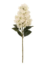Hydrangea | Autumn White