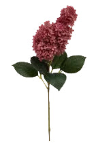 Rose Hydrangea - 1-0074