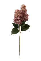 Coffee Hydrangea - 1-0075