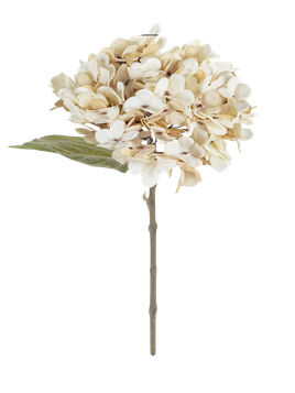 Cream Hydrangea - 1-0078
