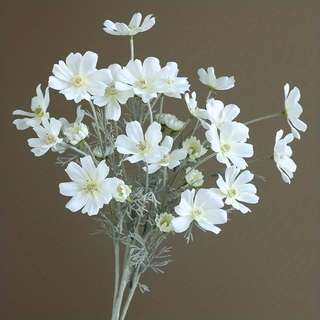 White Cosmo - 1-0085
