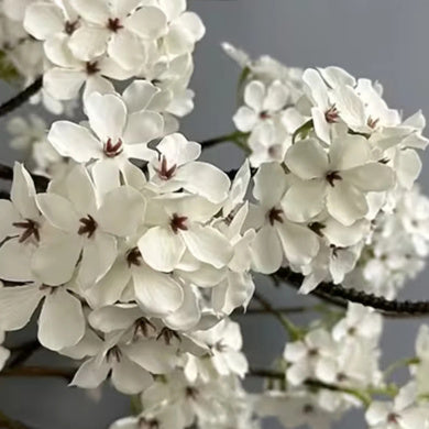 Blossom - 1-0096