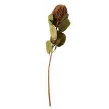 Coffee Banksia Stem - 1-0101