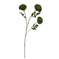 Allium - 1-0108