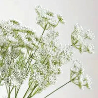 Queen Annes Lace - 1-0112
