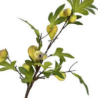 Fig | Green - 1-0123